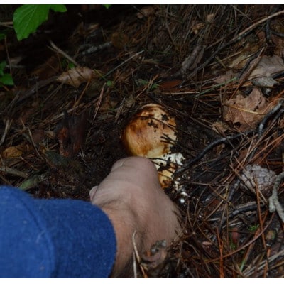 岩泉産朝採り松茸200g【配送不可地域：離島】