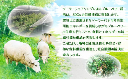 【千葉県香取市産】無農薬 生ブルーベリー1kg 夏季限定 KTRCQ001