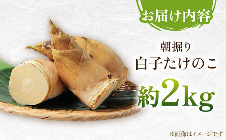 朝掘り白子たけのこ約2kg＜2025年3月後半～4月末頃発送予定＞数量限定 期間限定 高槻市梶原地区産　大阪府高槻市/高槻あぐり[AOCS002] [AOCS002]