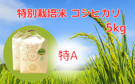 令和6年新米『山田のややこ』特別栽培米コシヒカリ 精米 5kg＜茨城県共通返礼品・河内町産＞ | 茨城県 龍ケ崎市 令和6年産 新米 食味 特A お米 ごはん 米 白米 ご飯 コシヒカリ JGAP認証 自然堆肥 特別栽培米 厳選米 人気 農家直送 産地直送 精米 おすすめ もっちり 冷めてもおいしい おにぎり お弁当