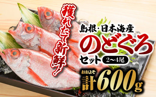 
            【選べるセット】鮮魚セットD・F【のどぐろ2～7尾 計約600g～1.2kg】｜送料無料 のどぐろ ノドグロ 産地直送 島根 山陰 日本海産 魚介類 魚貝類  鮮魚 新鮮 せんぎょ 厳選 生 リピーター 人気 海産 海産物 下処理済 煮付け 刺身 さしみ 焼き魚 焼魚 魚 さかな おかず｜
          