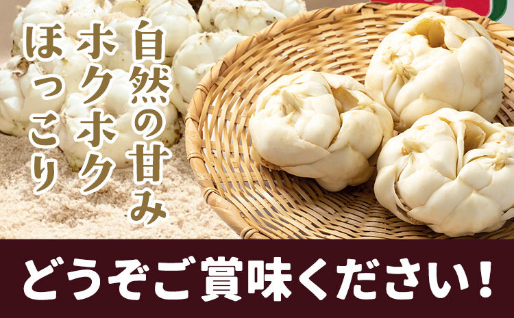 令和7年度産 北海道名寄産 ゆり根 Lサイズ18個入り 《2025年10月下旬～11月中旬頃出荷》