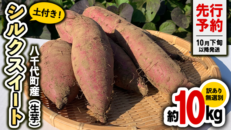 訳あり 無選別 熟成 農家直送 八千代町産 さつまいも シルクスイート 生芋 約 10kg 農家直送 熟成 イモ 芋 いも おやつ デザート 秋 【 先行予約 2026年10月下旬以降発送 】 [AX035ya]