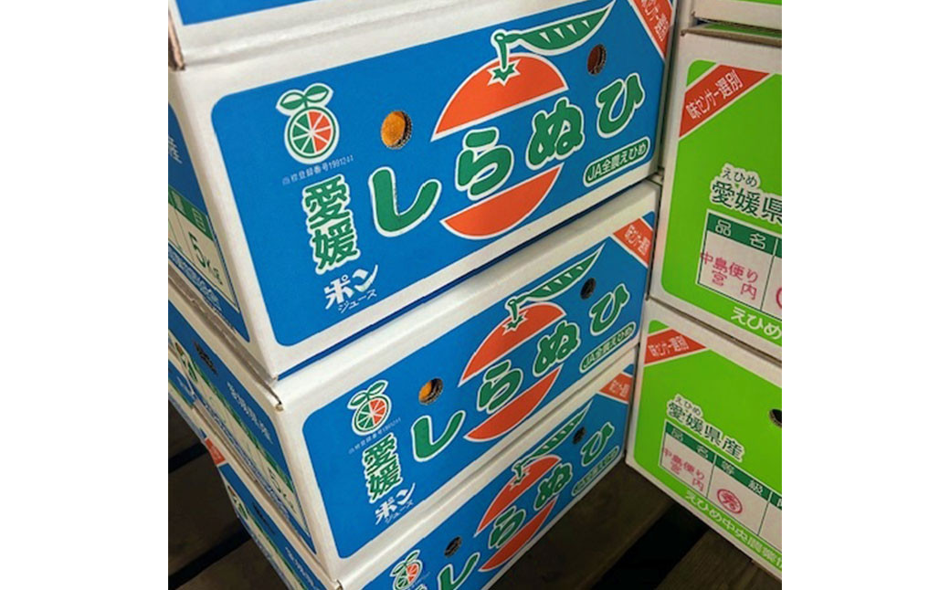 不知火 3L～L 約5kg（819）