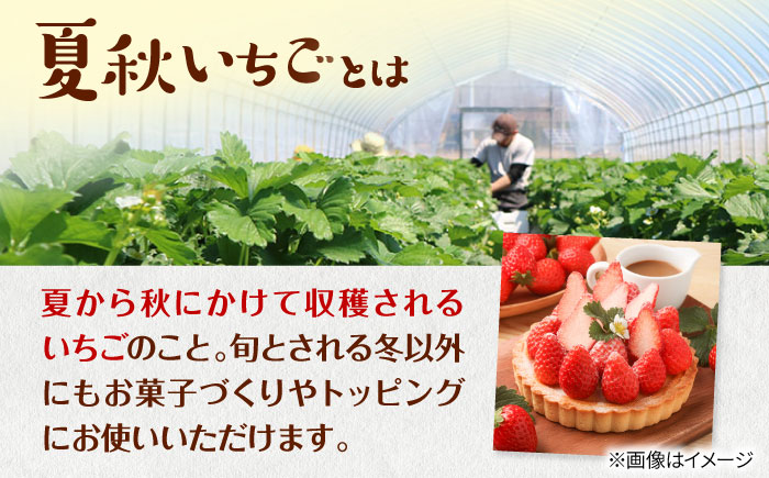 【先行予約 2026年7月以降順次発送】夏秋イチゴ「すずあかね」計600g 《厚真町》【こばやしいちご農園】 [AXBT003]