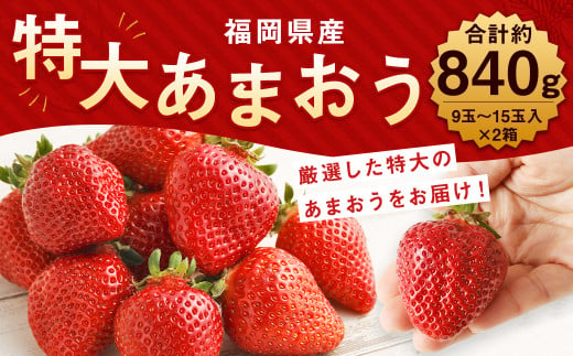 厳選 特大 あまおう 9玉～15玉入×2箱  約840g 【2025年1月上旬から3月下旬発送予定】 福岡県産 いちご 苺 果物 フルーツ お取り寄せ