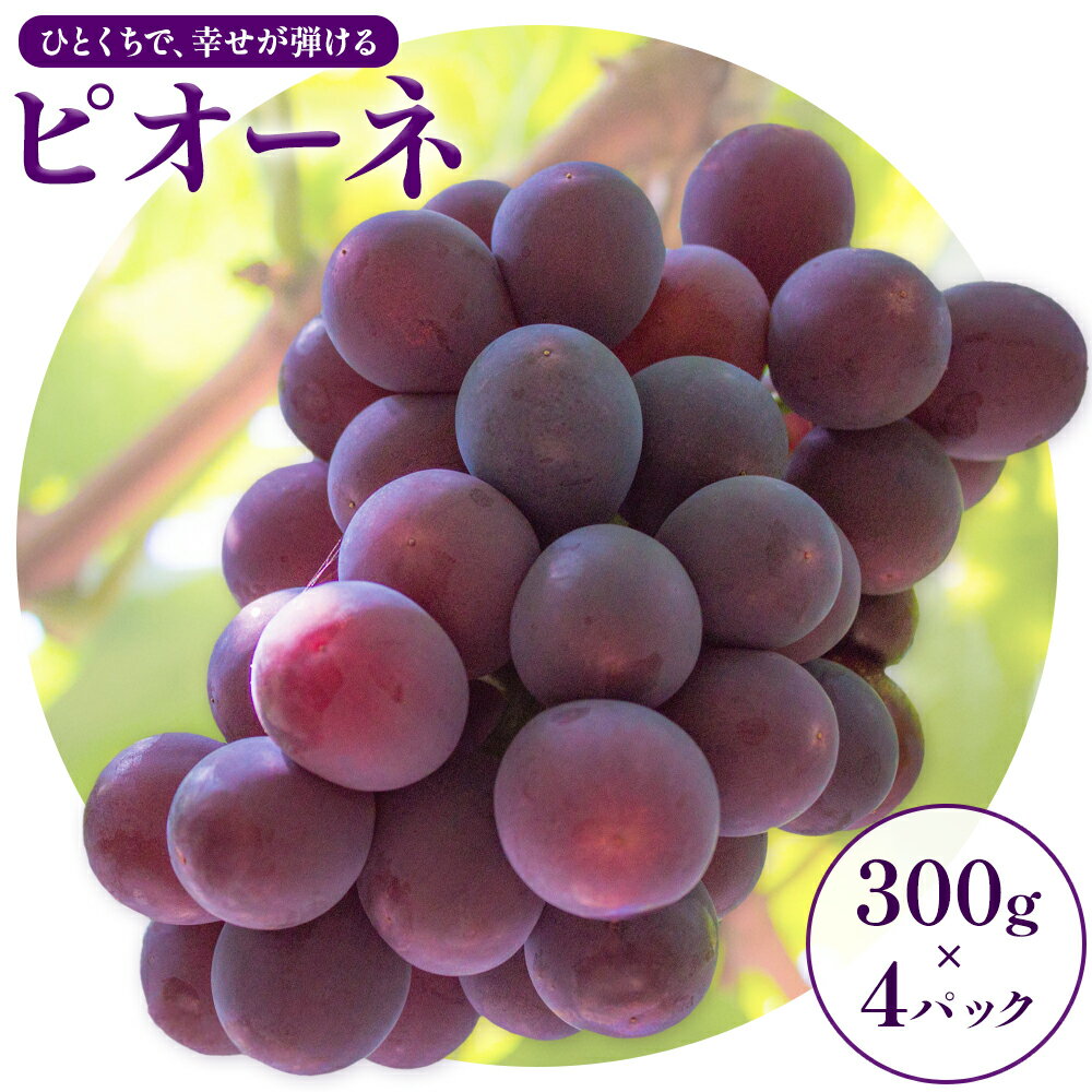 【ふるさと納税】ピオーネ 300g×4パック 約1.2kg パックのみ 日本フルーツ株式会社《2025年7月上旬-8月末出荷》熊本県 荒尾市 ぶどう ピオーネ 果物 フルーツ スイーツ デザート ギフト ご贈答