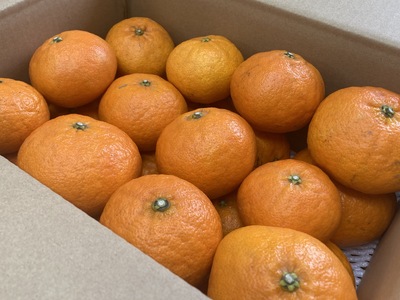 訳あり 甘平 5kg ご家庭用 人気 数量限定 先行予約 みかん 愛媛 柑橘 【2025年1月以降順次発送】｜B151