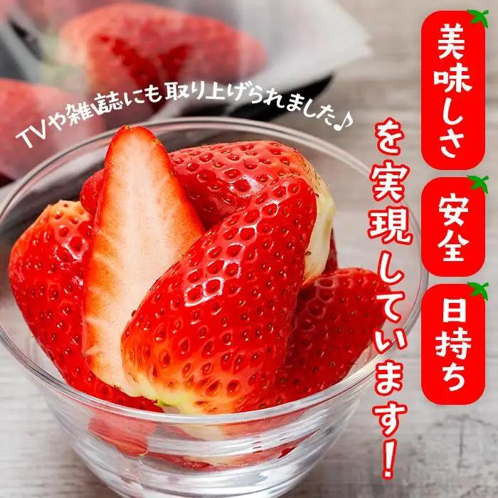 章姫（あきひめ）いちご 4P（250g×4）「末利華（まつりか）」 いちご