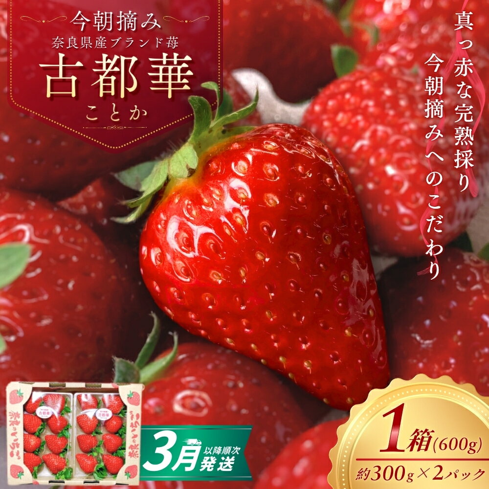 【ふるさと納税】 （冷蔵） 古都華 600g（300g×2）【3月以降順次発送】 ／ 丸笑いちご園 今朝摘み フルーツ 苺 イチゴ 果物 新鮮 完熟 朝採り 高級 甘い 奈良県 葛城市