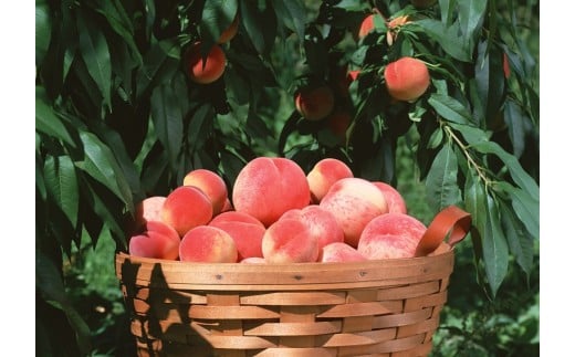 08-05-038　もも：8月の白桃2.5kg、品種おまかせ