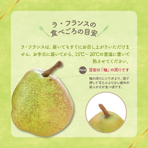 【先行予約】令和7年産 ラ・フランス 3kg（8～9玉）2025年11月中旬～ お届け ラフランス 洋梨 西洋梨 2025年産