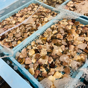 千葉県産 液体冷凍(-35度) はまぐり 1個 60-90g 　約2㎏（約500g×4P）九十九里産 九十九里 ﾊﾏｸﾞﾘ ﾊﾏｸﾞﾘ ﾊﾏｸﾞﾘ ﾊﾏｸﾞﾘ ﾊﾏｸﾞﾘ ﾊﾏｸﾞﾘ ﾊﾏｸﾞﾘ 