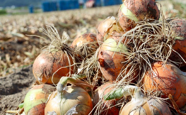 ★淡路島玉ねぎ 子供達も大好き!! あま～い玉ちゃん10kg★