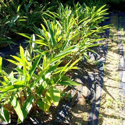 ふるさと納税 瀬戸内町 加計呂麻島産島月桃茶3個セット |  | 02