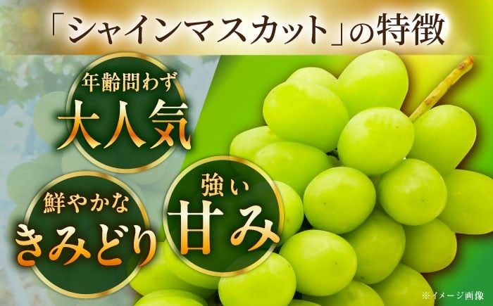 フルーツ 果物 ぶどう セット 食べ比べ 家庭用 訳あり
