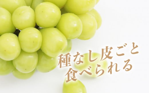 【2026年先行予約】【山梨県都留市ふるさと納税】クール便配送　山梨県産シャインマスカット1.2kg(2～3房)　フルーツ　葡萄　ぶどう　マスカット　社員マスカット　山梨