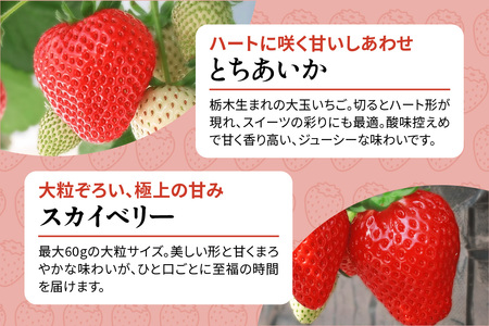 いちご狩りチケット 4名様「スカイベリー」「とちあいか」2品種45分食べ放題！練乳付き！【日光いちご園 渡辺】｜イチゴ狩り 収穫体験 フルーツ狩り 入園券 観光 旅行 イチゴ 苺 フルーツ 果物 果実