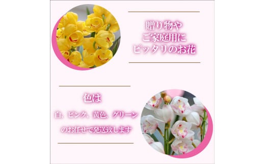 【12月から発送】シンビジューム 切り花 Lサイズ お花 花 はな フラワー ブーケ 花束 インテリア 鑑賞 洋ラン 鉢 栽培 園芸 ガーデニング 早期予約 KN013