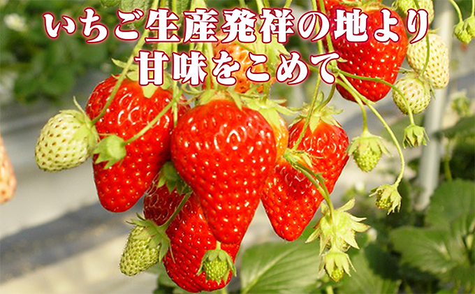 
            小諸産いちご4パック詰め合わせ [№5915-0835]
          
