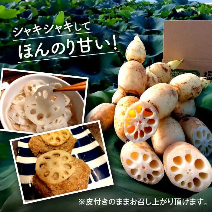 【2026年度発送分 先行予約】有機（オーガニック）泥付き蓮根3kg / 佐賀県 / 吉田農園 [41AHAE003]