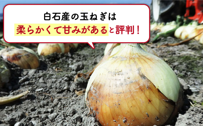 【玉ねぎの名産地！】白石産 新たまねぎ 約5kg【道の駅しろいしカンパニー】 [IAA030]