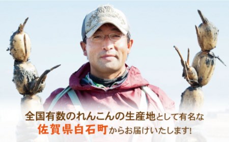 洗いれんこん 真空パック入り 300g×12袋（計3.6kg）/新鮮なれんこんを産地直送！ れんこん 佐賀 白石れんこん 真空パックれんこん 洗いれんこん おでん きんぴら 煮物 天ぷら レンコン 蓮