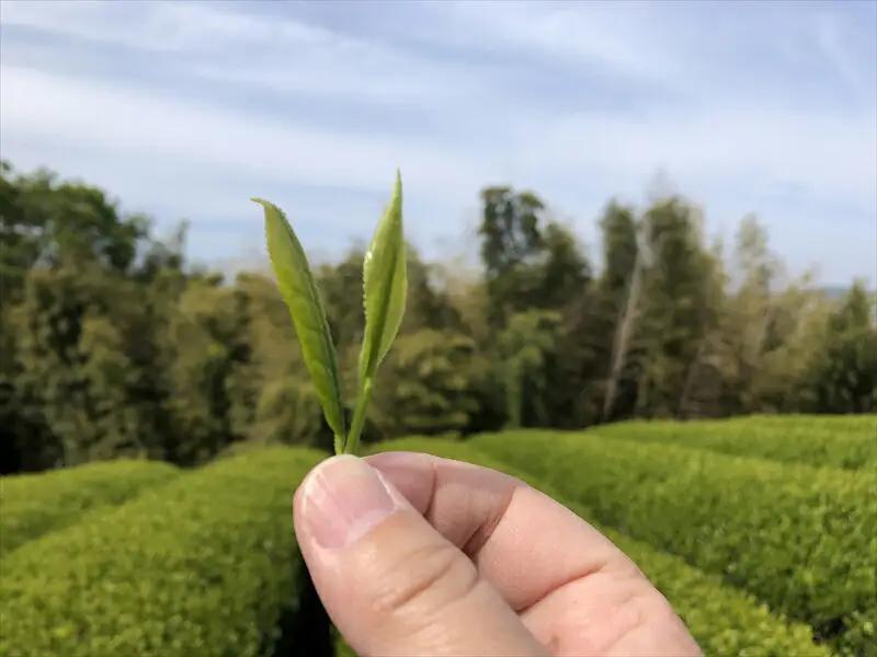 小田原森里茶バラエティ８種セット【 お茶 飲料 神奈川県 小田原市 お茶】