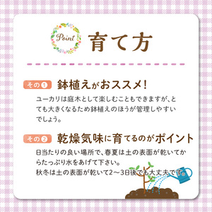 チーム田主丸『ユーカリ苗木７号鉢』 _ 苗木 7号鉢 ユーカリ チーム田主丸 1本 ユーカリの苗木 庭木 鉢植え 植木 ドライフラワー スワッグ リース リラックス効果 虫よけ 常緑樹 シンボルツリー