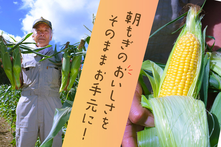 【令和7年産先行受付】北海道とままえ産スイートコーン　約15本（先行予約　北海道産　とうもろこし　とうきび　朝どれ　朝もぎ　旬　新鮮　送料無料　冷蔵）