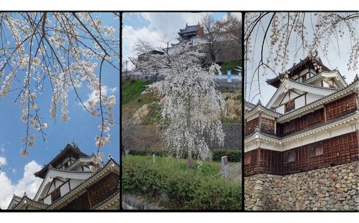 〈返礼品相当額で福知山城の桜の植樹活動を支援〉「お城に花を咲かせよう会」への寄附 (1点)【fc-UA001】【お城に花を咲かせよう会】
