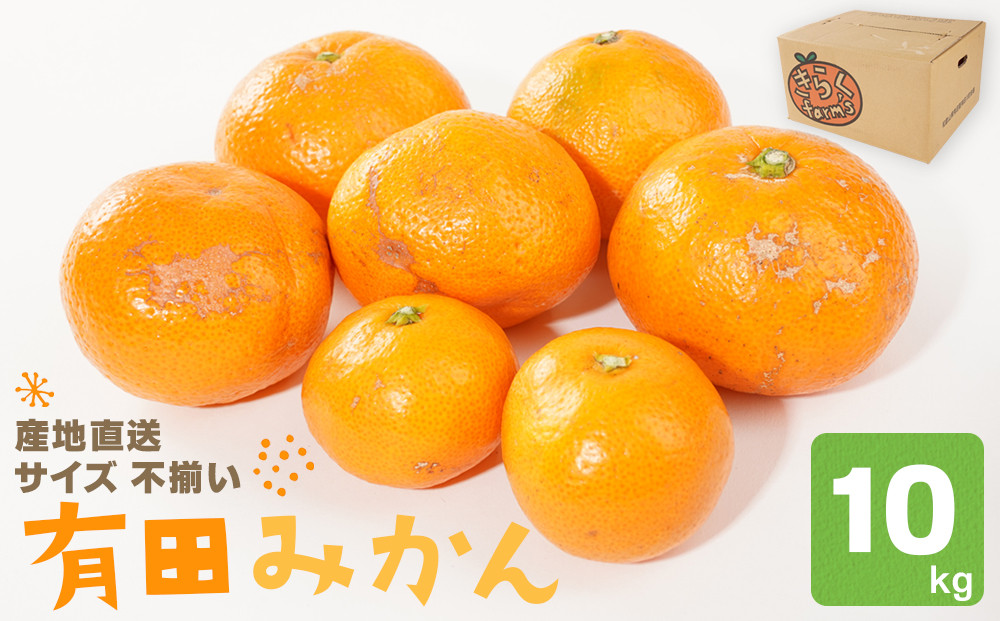 産地直送 有田みかん サイズ 不揃い 約10kg 喜楽farms 【2026年11月以降順次発送】