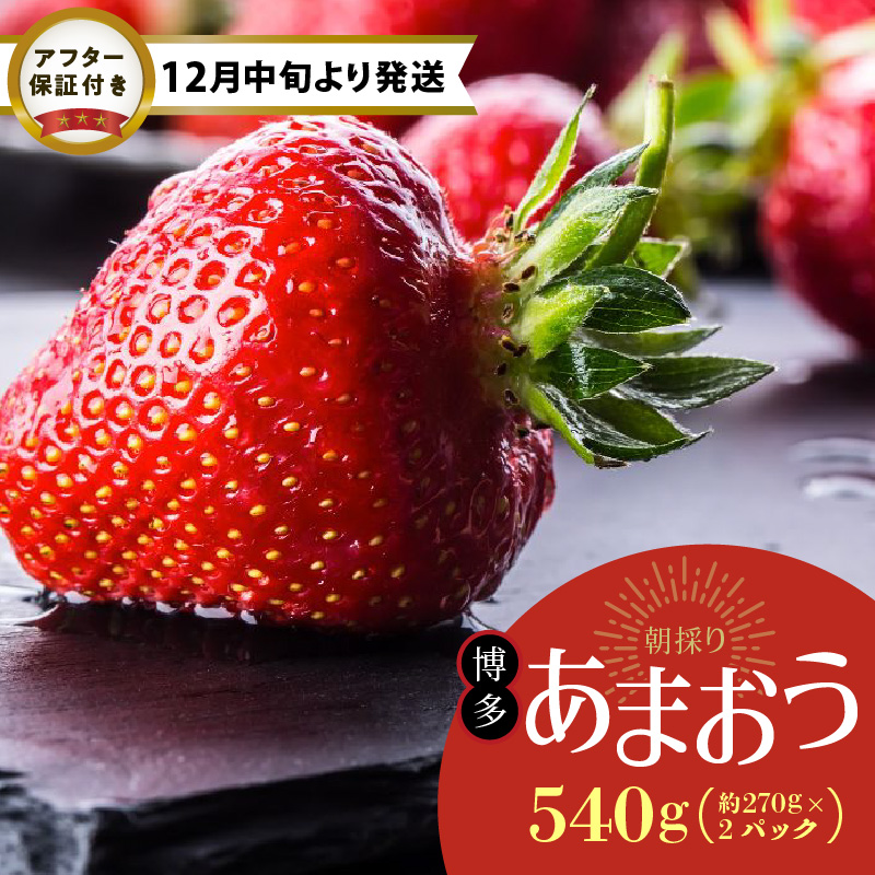 【12月下旬より順次発送】農家直送 朝採り新鮮いちご【博多あまおう】約270g×2パック