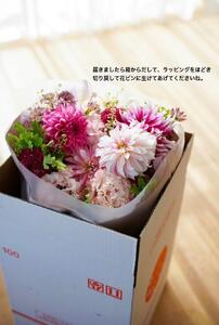 《定期便 3ヵ月》生花花束 ブーケM初回花瓶付【らんまん 花 植物 お花 アレンジメント 高知 人気 おすすめ 送料無料】