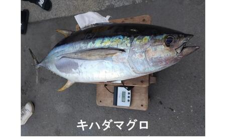 乗船券 まごうの丸 船釣り 30000円分 茅ヶ崎 乗合船 乗船券