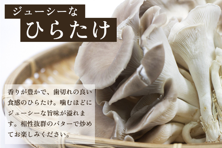 【2026年先行予約】菌床きのこ栽培キット ひらたけ 1株入り《10月上旬から順次発送》栽培キット 自家栽培