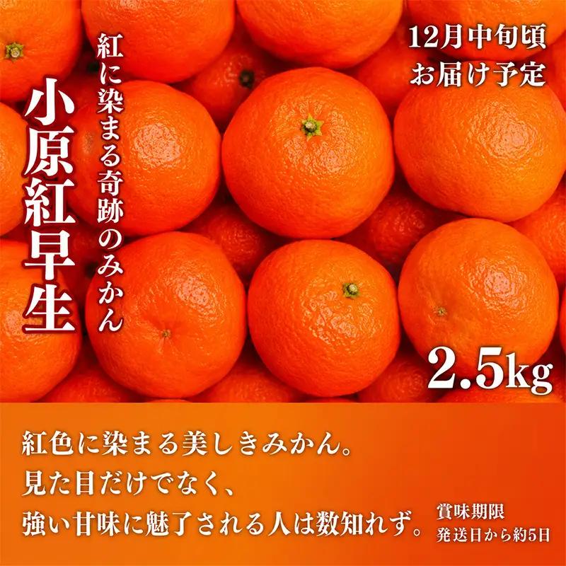 フルーツ 定期便 4回 いちご 桃 シャインマスカット みかん 果物