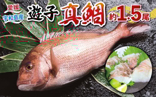 真鯛 セット 計 1.5kg 愛媛県漁業協同組合遊子支所 遊子 鯛 タイ マダイ 養殖真鯛 魚介 刺身 お刺身 刺し身 お刺し身 皮なし 皮付き フィーレ 加工 タイカマ 人気 鯛めし お茶漬け 海鮮 海鮮丼 漬け丼 鯛しゃぶ 煮付け 人気返礼品 アレンジ 国産 愛媛 宇和島 D012-022004