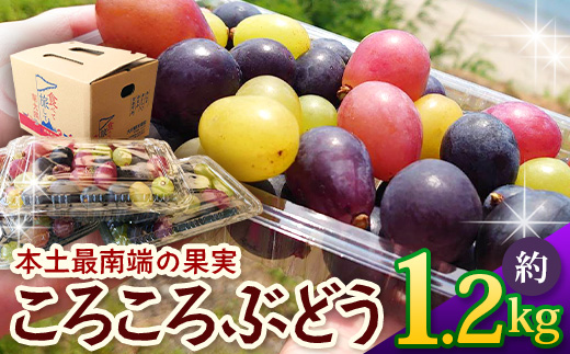 【ふるさと納税】【期間限定・数量限定】今が旬 ＜訳あり＞ 本土最南端ぶどう ころころぶどうパック 約1.2kg TE707｜ 家庭用 産地直送 旬 ブドウ 葡萄 ぶどう フルーツ 果物 くだもの 果実