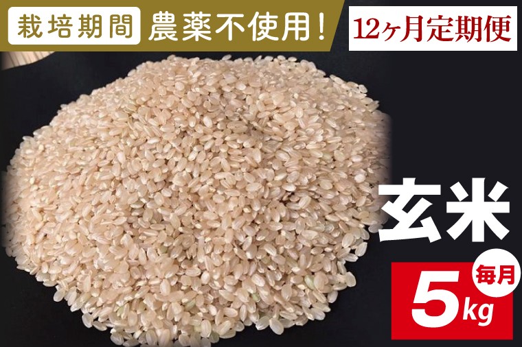 
                  【2026年10月発送開始】【12ヶ月定期便】★栽培期間農薬不使用★茨城県産 R８年産 こしひかり玄米 5kg｜茨城県 行方市 ふるさと納税 お米 米 定期便 こしひかり 玄米 無農薬（BI-104）
                