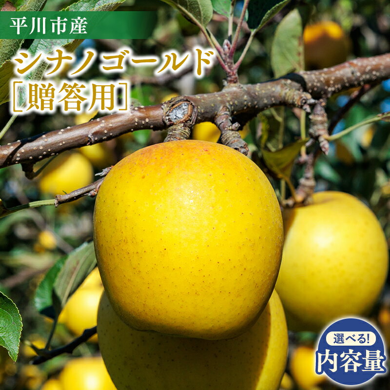 【ふるさと納税】 ≪内容量が選べる≫ 青森県 贈答用 シナノゴールド 約3kg 約5kg 11月〜順次発送 【 青森県 平川市 今井農園 】青森県産 産地直送 シナノ 信濃ゴールド 信濃 りんご リンゴ 林檎 フルーツ 果物 くだもの お取り寄せ グルメ