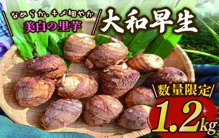 【先行予約】 さといも 1.2kg｜ 里芋 里いも さといも tsuguchan007_01