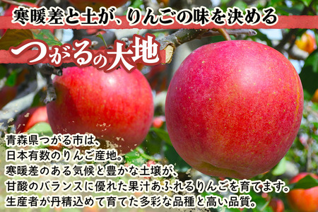 木村農産のサンふじ 約3kg(9玉から10玉)｜青森県産 つがる りんご リンゴ 林檎 サンふじ さんふじ 果物 フルーツ 令和7年産 2025年産 [0947]