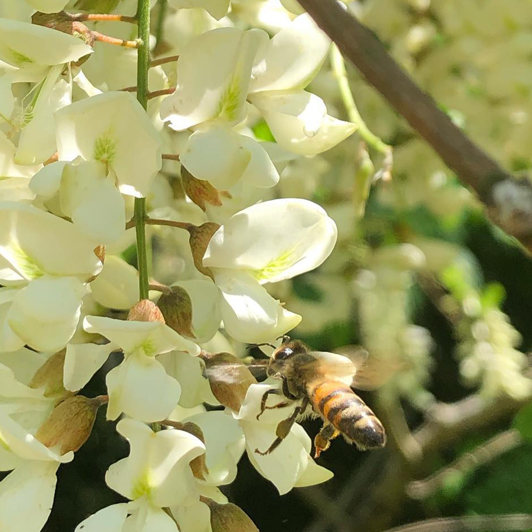 長島さんのはちみつ　アカシア蜜　250g (BG017)