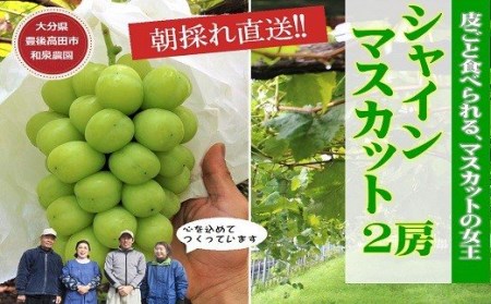 シャインマスカット2房入(約1kg) | 特選シャインマスカット