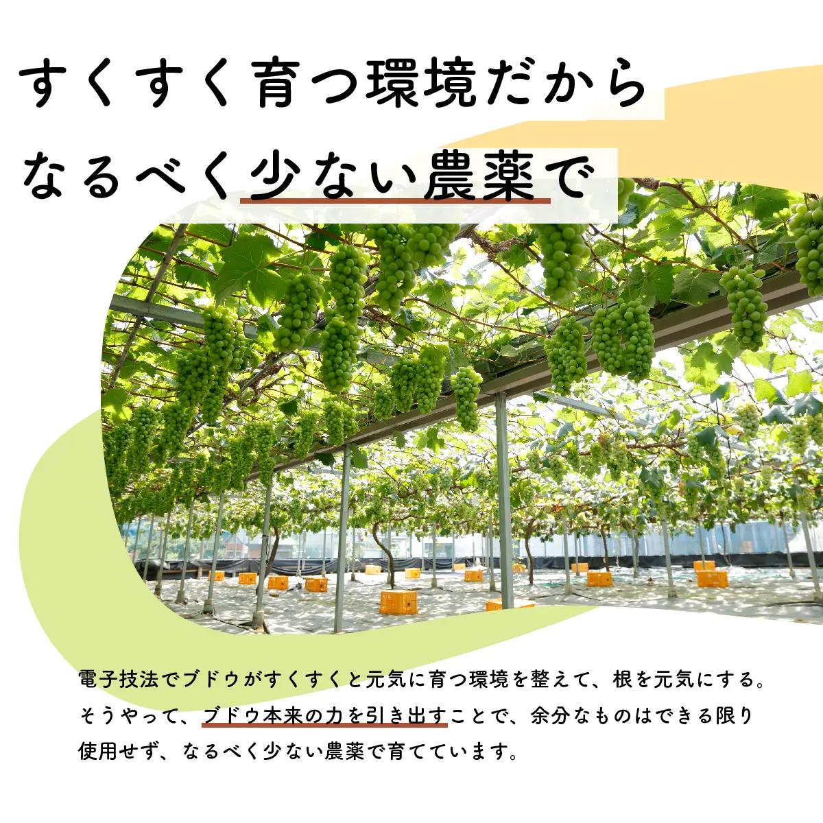 【先行予約・2026年9月】クイーンニーナ 1.5kg 希少品種｜数量限定・産地直送・農家直送・高糖度ぶどう