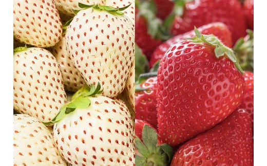 ＜令和8年1月中旬以降順次発送＞赤白いちご（いちごさん・パールホワイト）セット440g［A5003-04-0］
