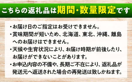 数量限定/9月上旬～9月下旬頃発送 沼隈ぶどう シャインマスカット 約1kg(2房) 広島県福山市/福山市農業協同組合　沼隈グリーンセンター ぶどう ブドウ 葡萄 種なし 大粒 マスカット シャインマ