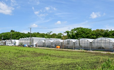 【先行予約】高糖度完熟マンゴー3L×2個　計900g　鉢植栽培　西都市産　数量限定＜2-70＞