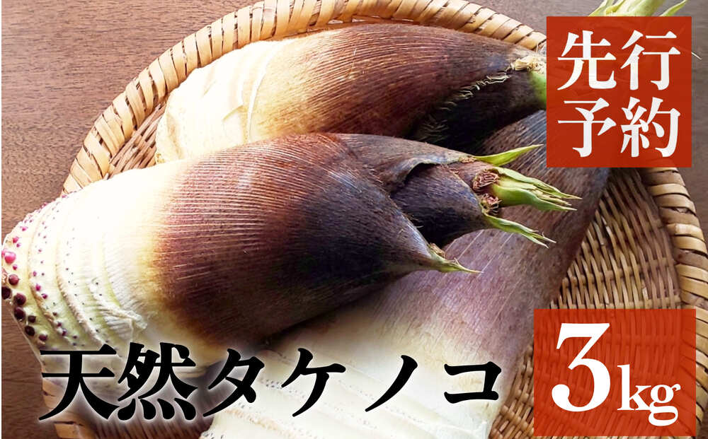 富山県産 旬の 天然 タケノコ 3kg 朝掘り 採れたて発送 ＜農薬・化学肥料・除草剤不使用＞ 富山県 氷見市 筍 たけのこ 朝掘り 産地直送